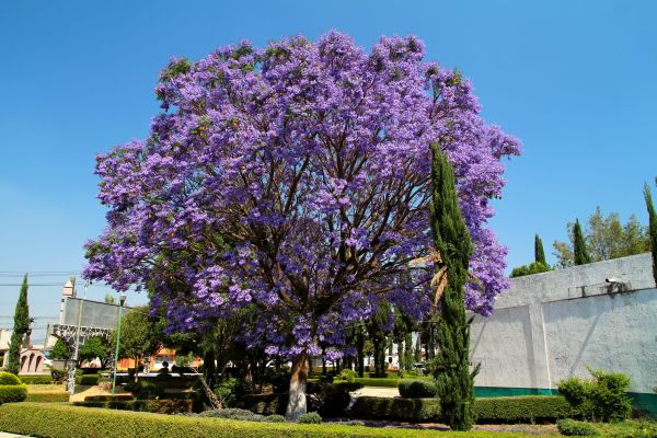 Jacaranda Pruning in Simi Valley