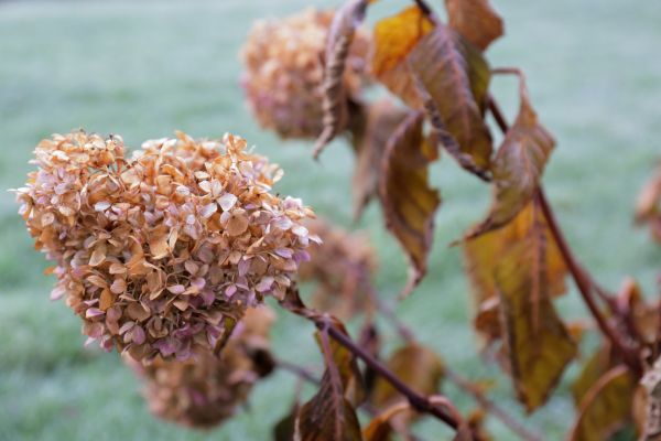 Hydrangea Removal in Simi Valley