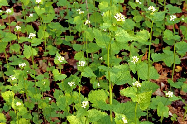 Garlic Mustard Removal in Simi Valley