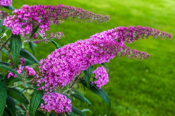 Butterfly Bush Removal in Simi Valley