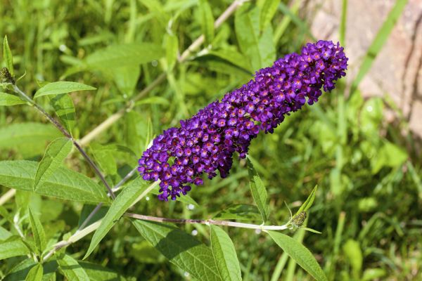 Butterfly Bush Pruning in Simi Valley