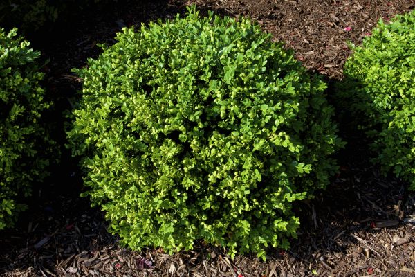 Boxwood Removal in Simi Valley