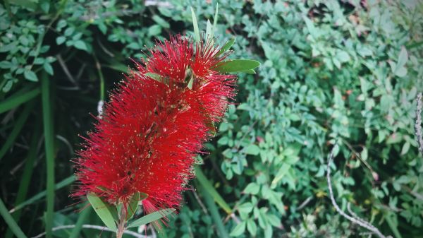 Bottlebrush Pruning in Simi Valley
