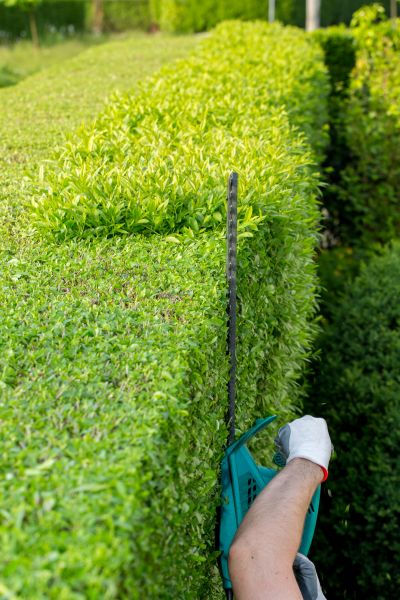 Hedge Trimming in Simi Valley