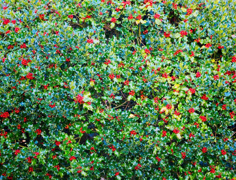 Holly Shrub Pruning